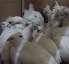 Oq bedanalar sotiladi