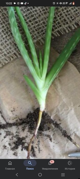 Ростки Алое по 700 тг.