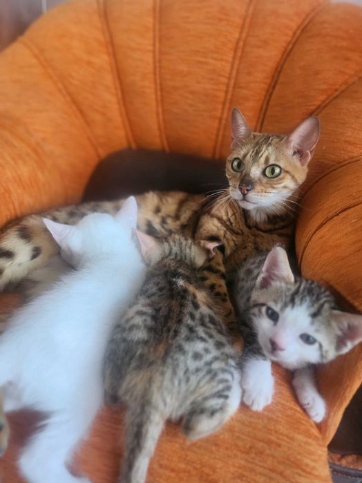 Бенгало Сфински котки