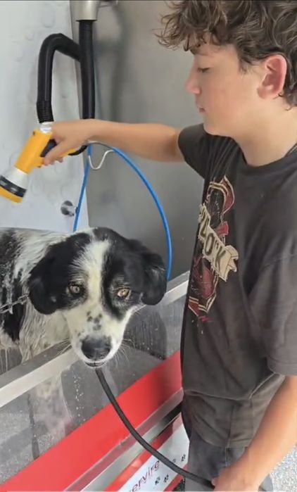 Spălătorie canină cu autoservire