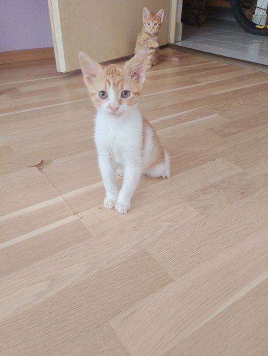 Подарявам котета