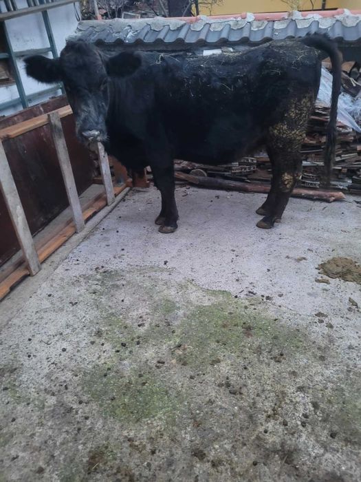 Продавам заплодена юница