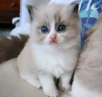 Ragdoll motanei deosebiti