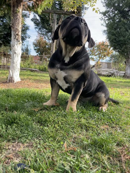 Американско були - покет