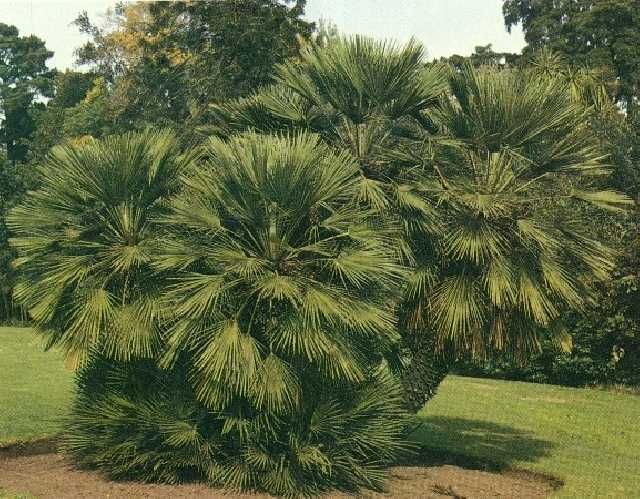 Палма Хамеропс, Chamaerops humilis