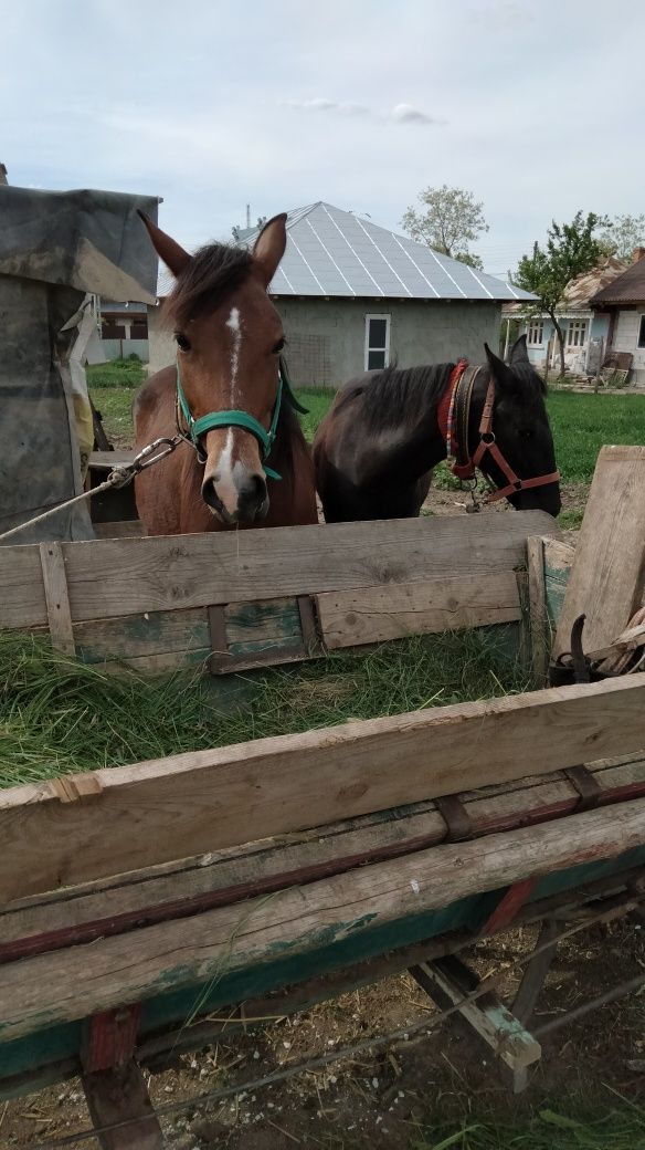 De vânzare 2 cai mama și mânz