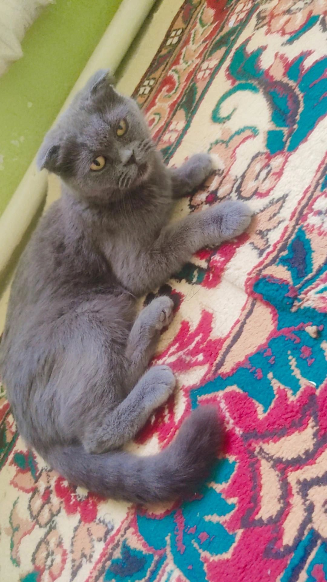 Mushuk sotiladii