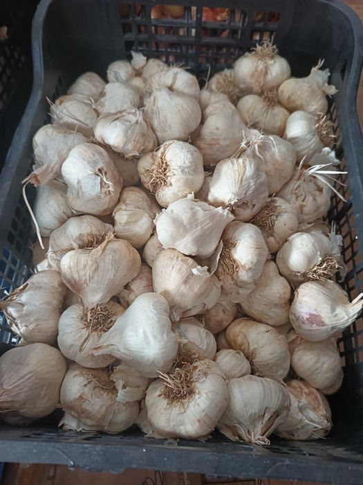 Български чесън сорт Национал 6 лв кг