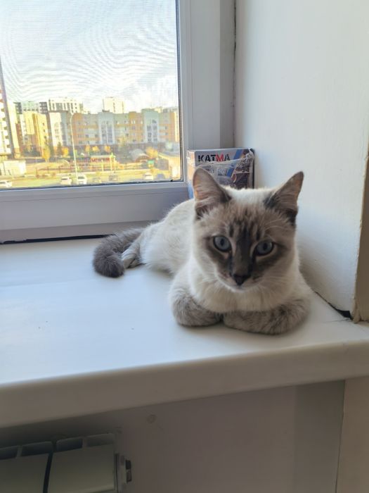 Отдам кота в добрые руки