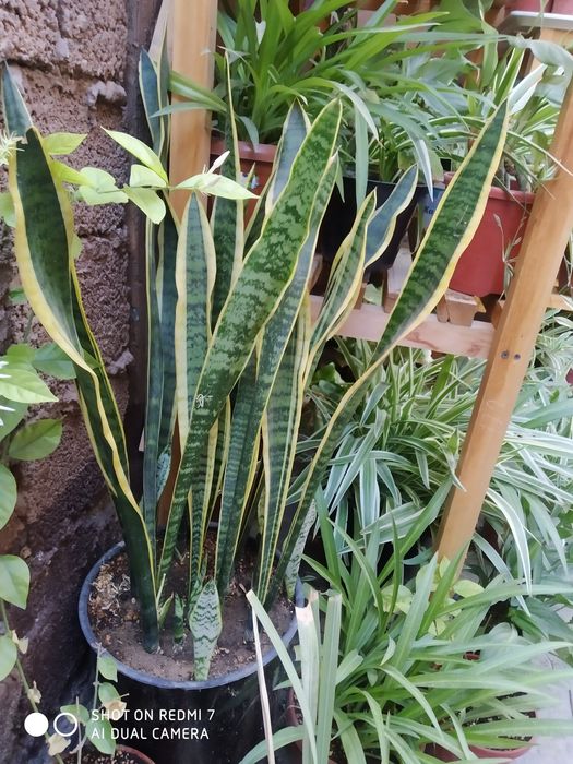 Доставка цветов хона оффес гуллари