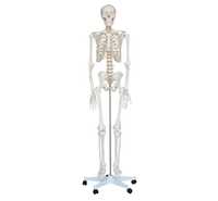 Медицинский Муляж Скелет человек 180см