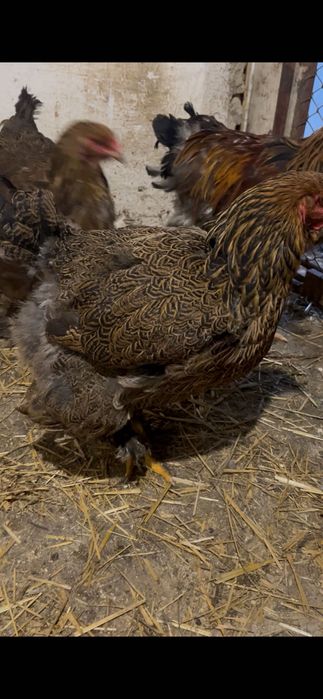 Găini brahma potârnichiu