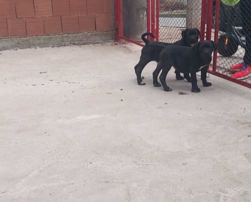 Кане Корсо Хубаво