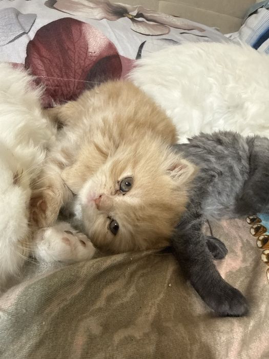 Pui pisică persană