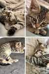 Котенок, отдам даром  в хорошие руки