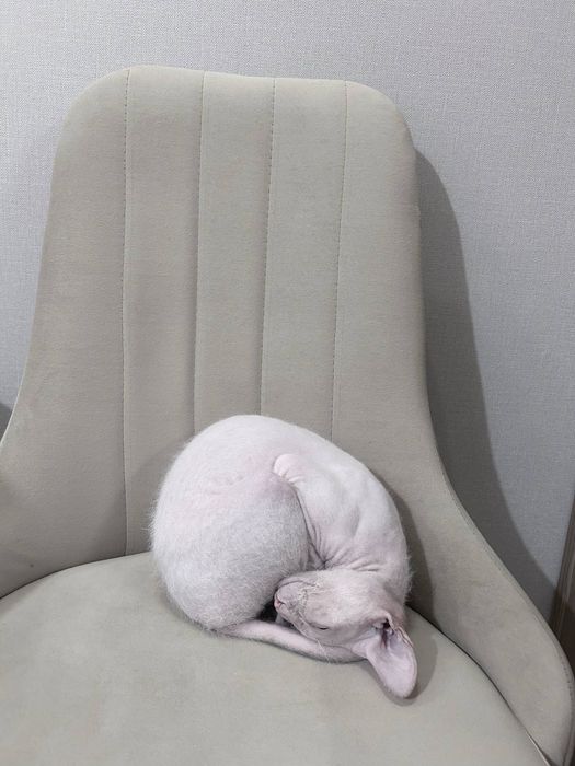 Канадский сфинкс кошка браш