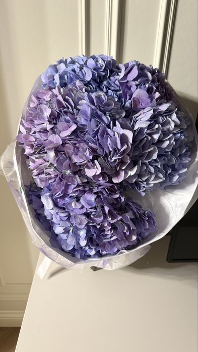 цветы растение цветы