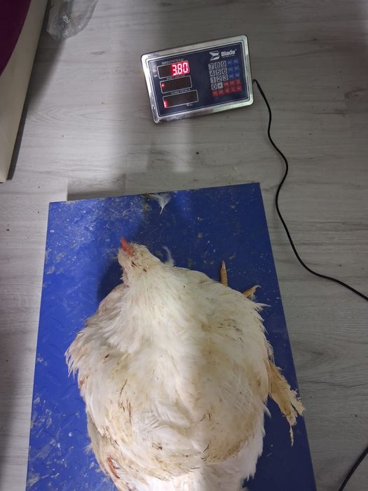 Puicuțe ouătoare și pui de carne