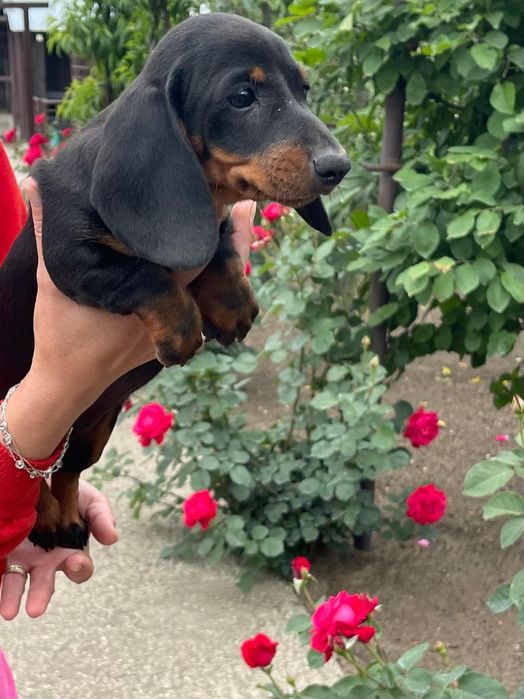 Cățel teckel femela