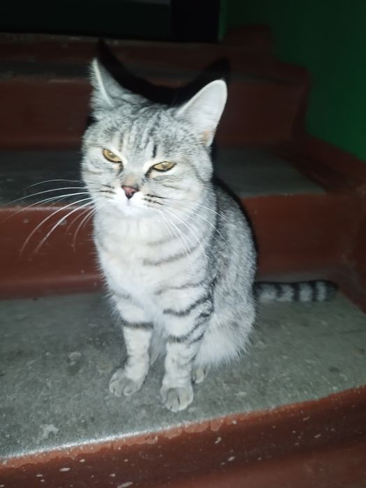 отдам кошечку в добрые руки