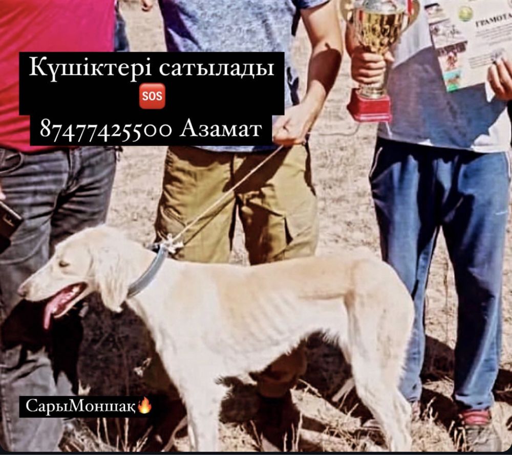 Тазы күшіктері сатылады