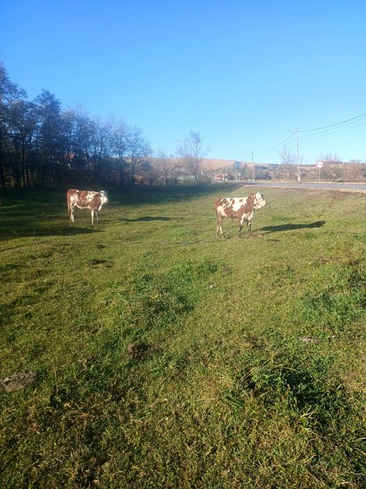 Juninca de vanzare din vaca buna de lapte