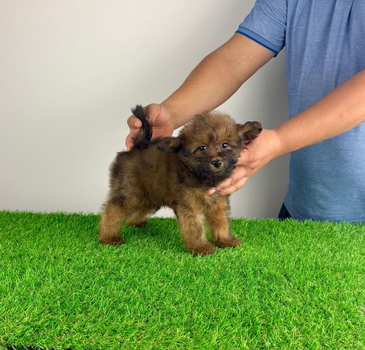 Pui Pomapoo de la părinții cu pedigree