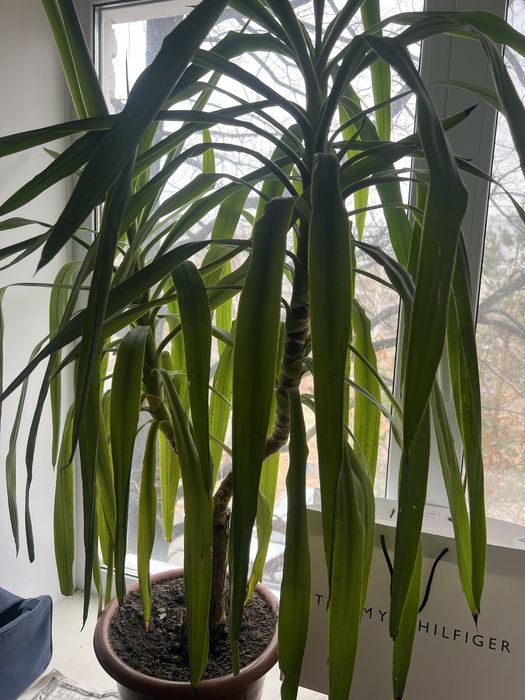 Продам цветок Юкка