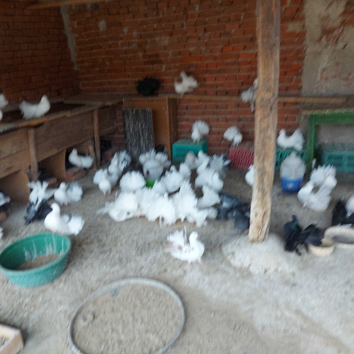 Продавам гълъби финерлии