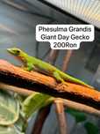 Soparla Phesulma Grandis Giant Day Gecko