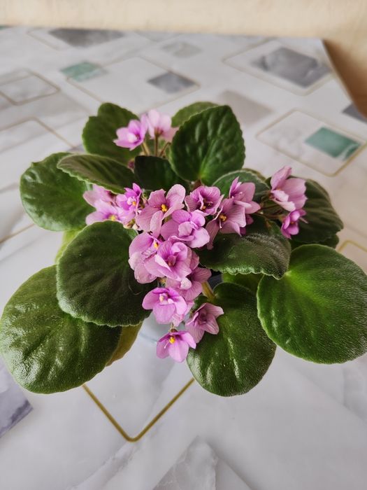 Фиалка комнатная.