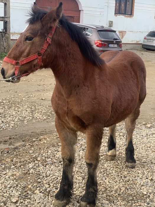 De vanzare manz la 5 luni