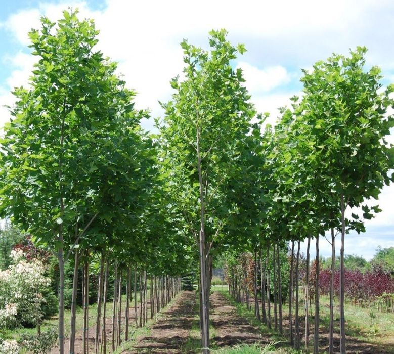 Mesteacan cu coaja alba decorativ/ copaci / betula gard viu tuia. Etc