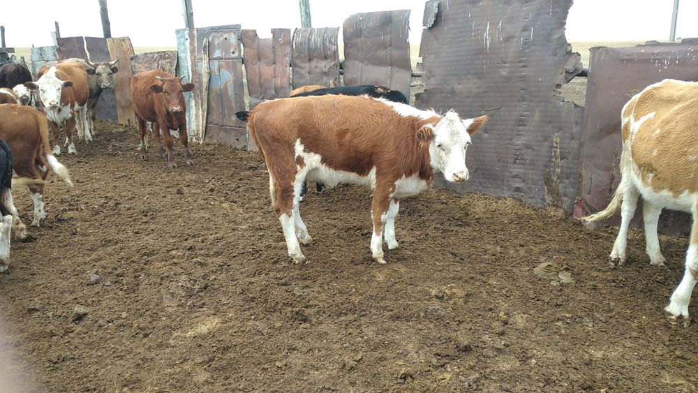 Ұрғашы кашар 1.,6 жаста