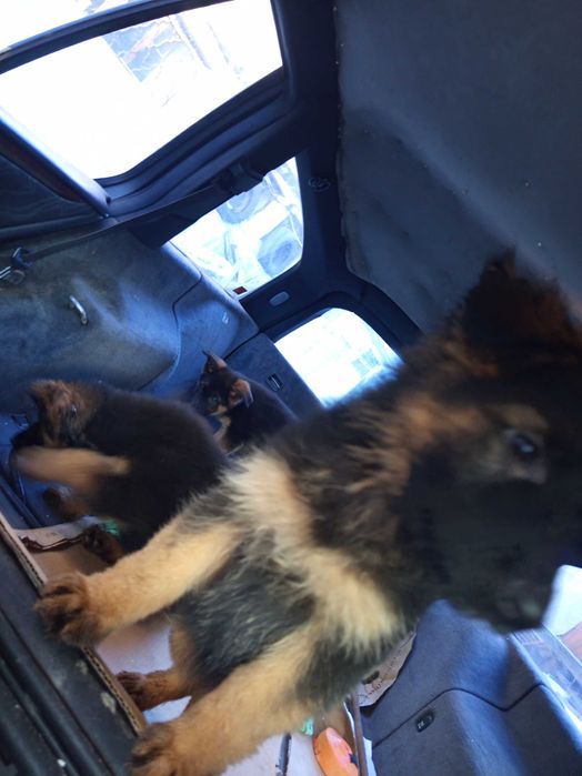 Продавам Немски овчарки