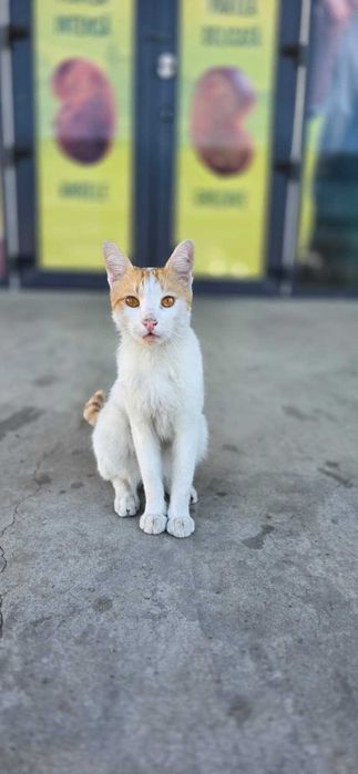 Adoptie donez Motan portocaliu cu alb 7-8 luni