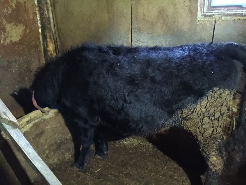 Продам телка,1.5 стоит на откорме