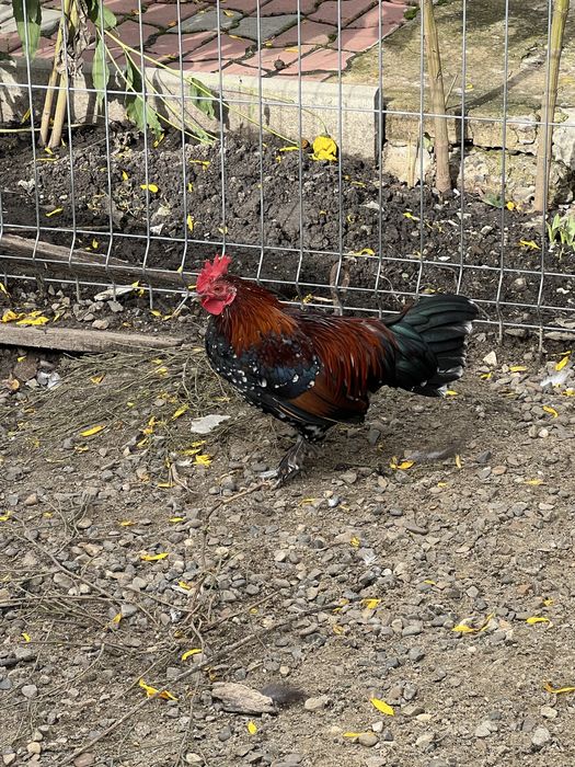 Vand doi cocosi mii de flori