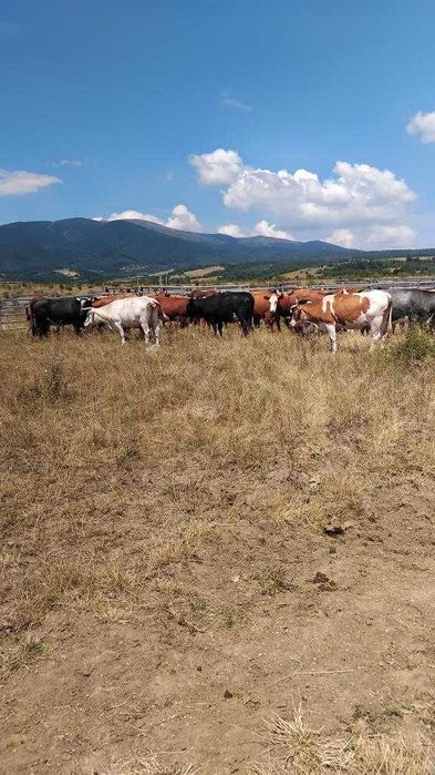 Крави Месодайни разпродажба