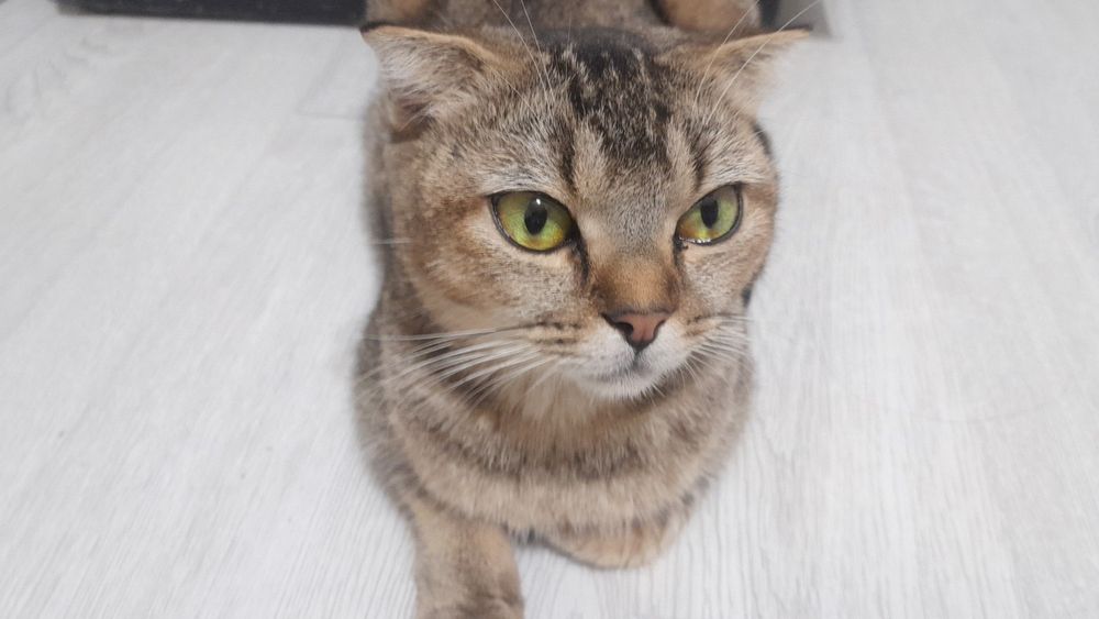 Scotsh Foold tekinga bolalari bilan brga