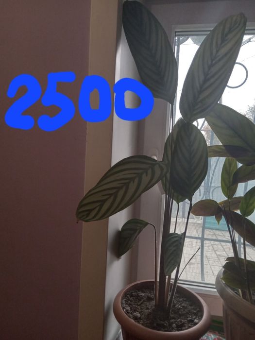 Продам комнатные цветы