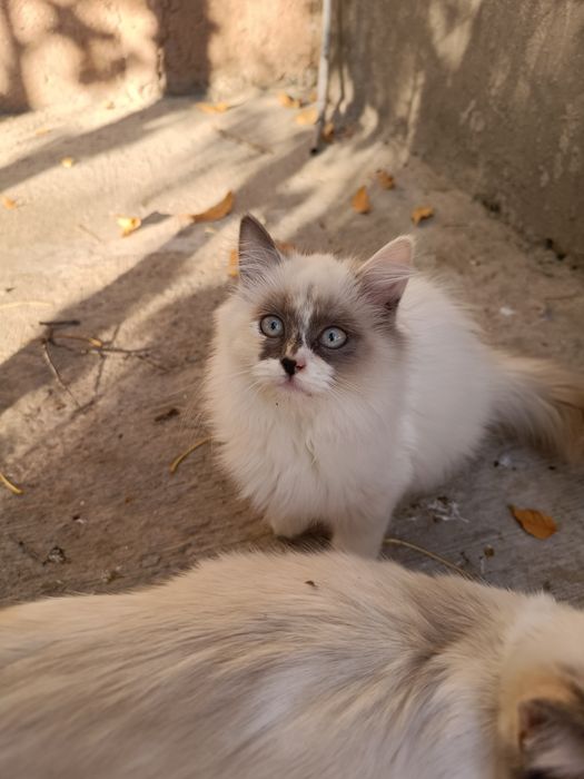 Пристраиваю котят, в добрые руки