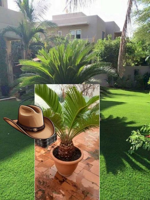 Palmieri de vânzare