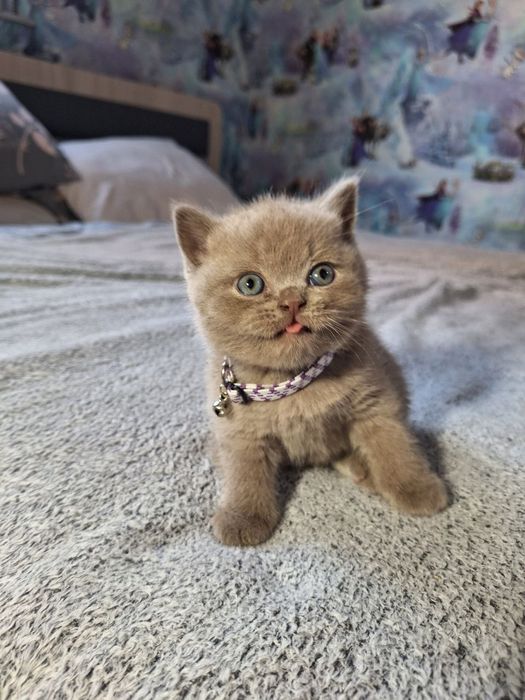Чистокровный британский котёнок