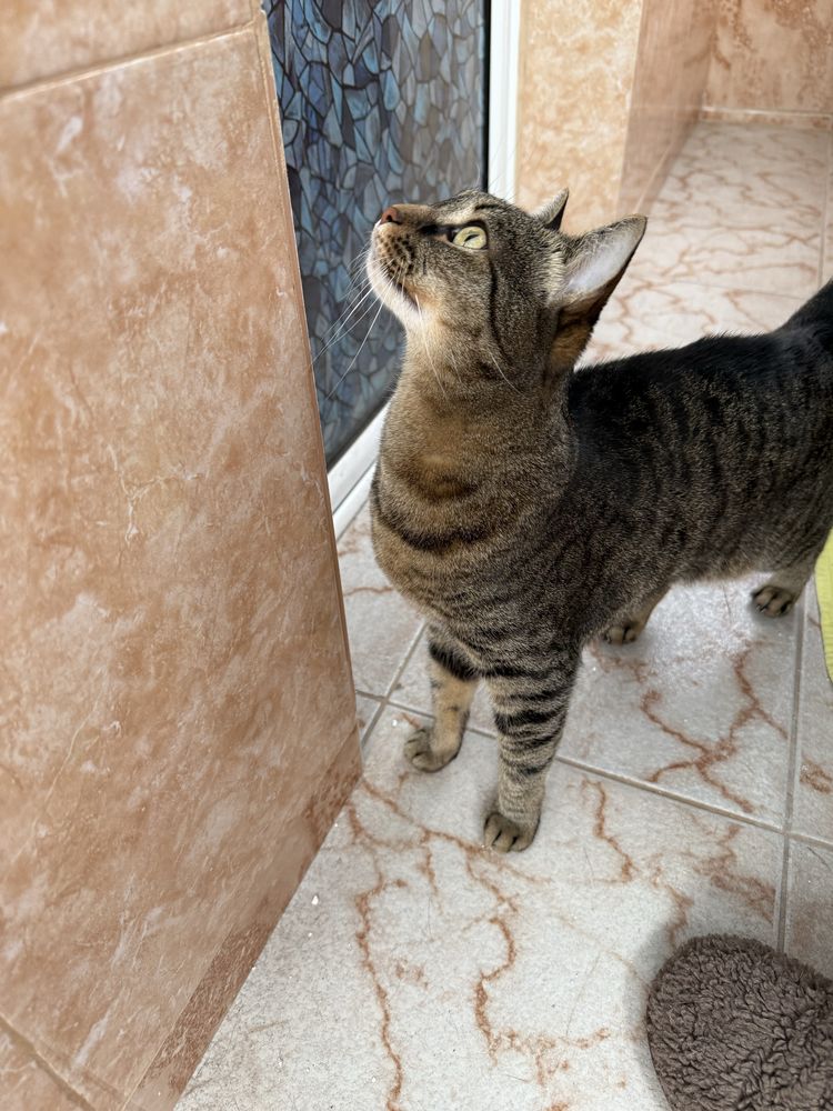 Pisicuță sterilizata de adoptat