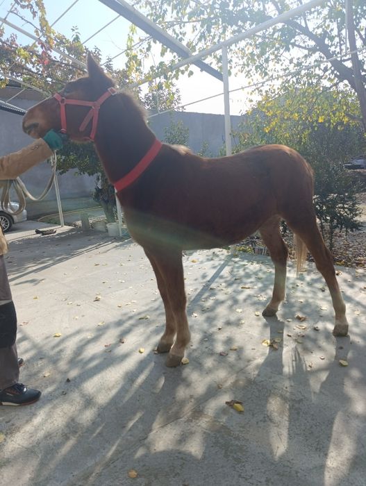 Той сотилади срочна