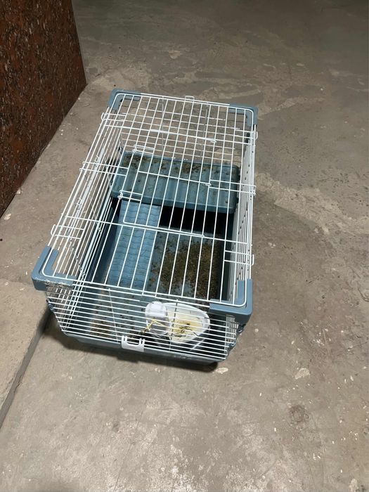 Кролик: карликовый баранчик