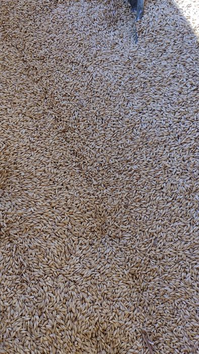 Vând porumb și orz