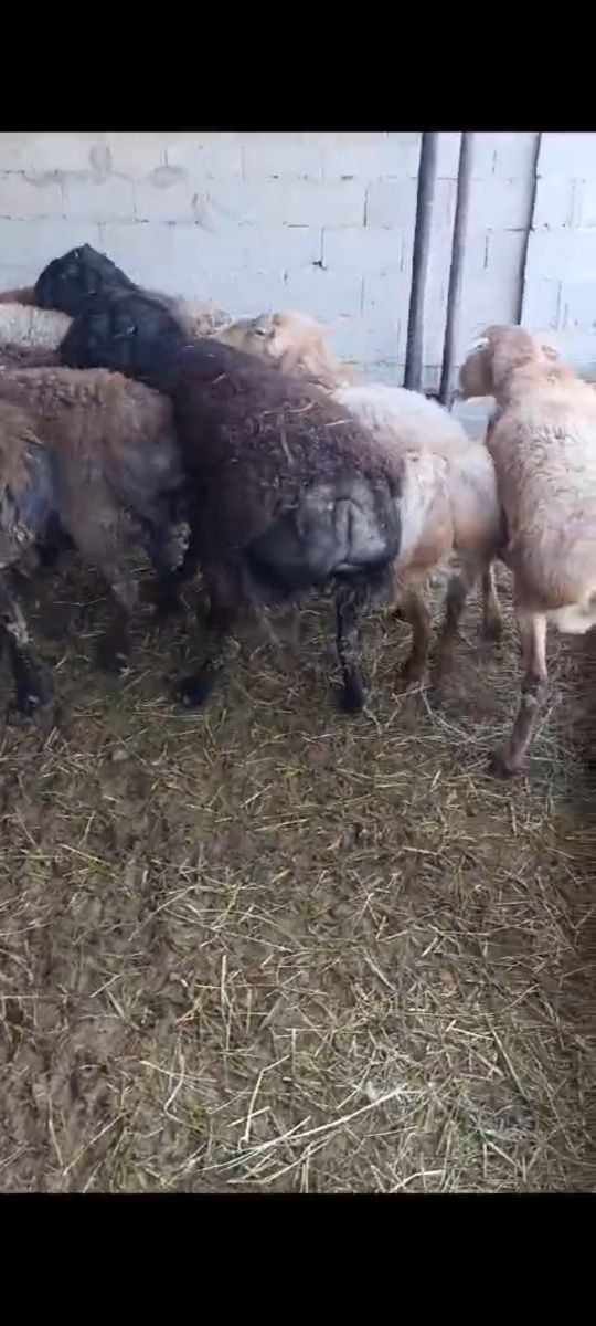17 бас кошкар сатылады