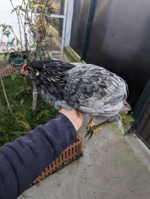 Vând cocos araucana